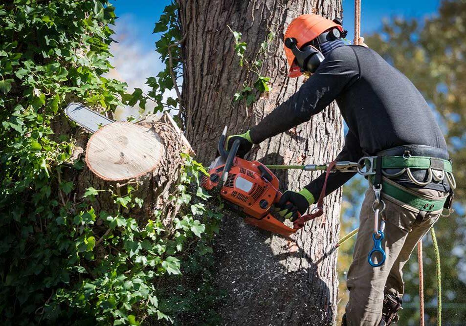 Tree Services