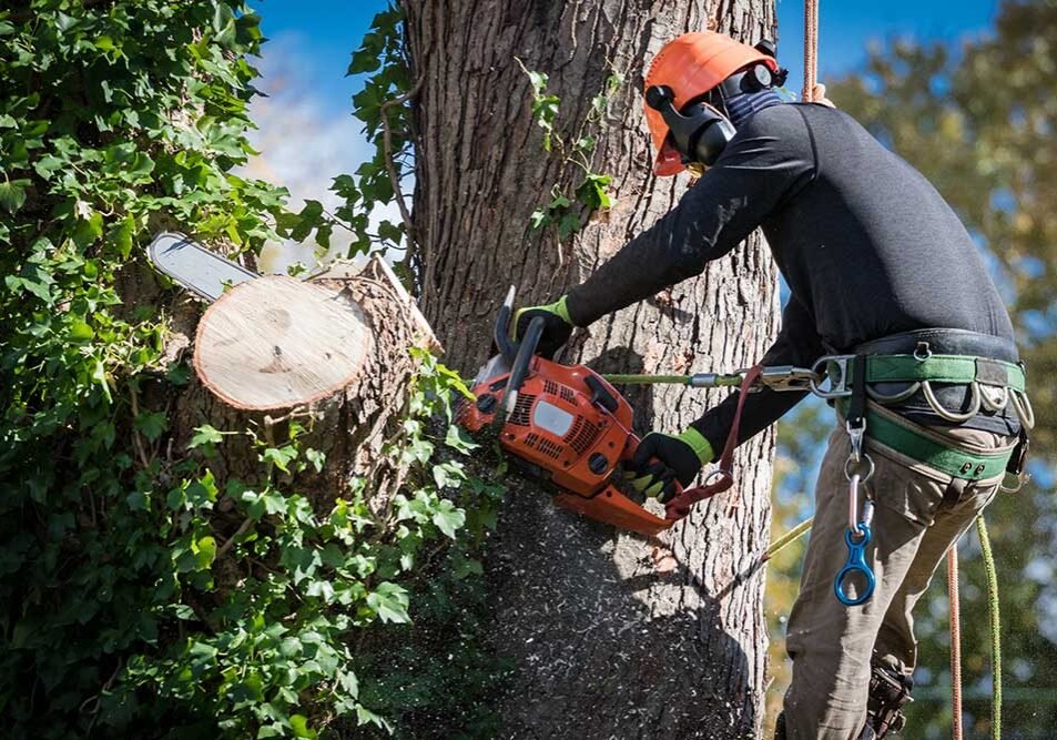 Tree Services